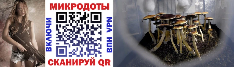 Галлюциногенные грибы Psilocybe  как найти   Дыгулыбгей 